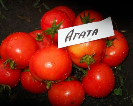 Eigenschaften und Beschreibung der Agata-Tomatensorte, deren Ertrag