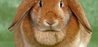 Description of rabbits of the fold sheep breed and keeping at home