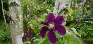 Описание и култивиране на Varshavska Nike clematis, група за подрязване