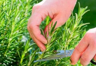 Planting and caring for rosemary outdoors