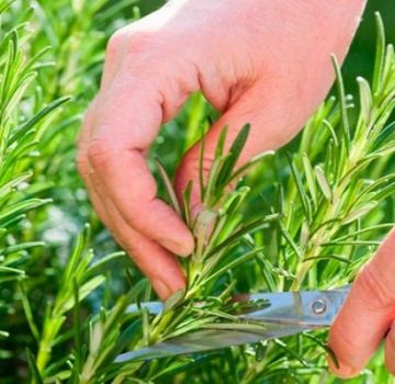 Φύτευση και φροντίδα για δεντρολίβανο σε εξωτερικούς χώρους