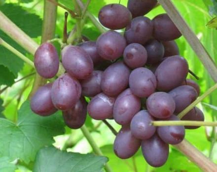 Опис и карактеристике грожђа Саперави, регион узгоја и њега