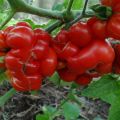 Característiques i descripció de la varietat de tomàquet Voyage, el seu rendiment