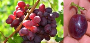 Vynuogių veislių aprašymas ir ypatybės mokytojo atmintyje, istorija ir privalumai bei trūkumai