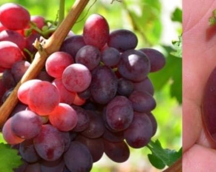 Vynuogių veislių aprašymas ir ypatybės mokytojo atmintyje, istorija ir privalumai bei trūkumai