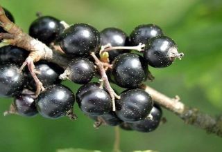 Descrições das melhores variedades de groselha negra e regiões de seu cultivo