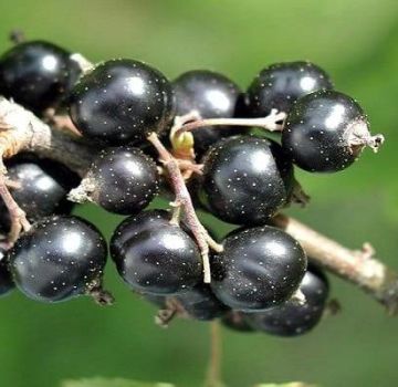 Descrições das melhores variedades de groselha negra e regiões de seu cultivo
