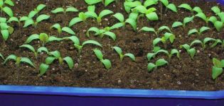 How to properly grow raspberries from seeds for seedlings at home