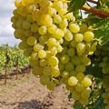 Wie und nach welchem ​​Schema sollen die Trauben im Juli während des Gießens der Beeren und nach der Blüte für das Wachstum gefüttert werden?