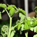 Warum verdorren und locken Tomatensämlinge und was tun?