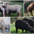 Описание на 6-те най-малки породи овце-джуджета и тяхното съдържание