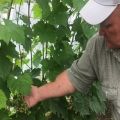 Садња, брига и гајење грожђа у Удмуртији, опис најбољих сорти за регион