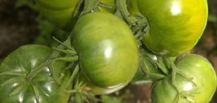 Περιγραφή της ποικιλίας ντομάτας Πρότυπο Emerald, τα χαρακτηριστικά και η παραγωγικότητά της