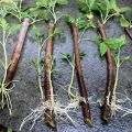 Wie können Sie Himbeeren zu Hause schnell vermehren