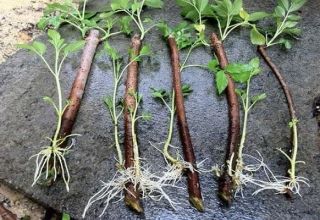 Làm thế nào bạn có thể nhân quả mâm xôi nhanh chóng tại nhà