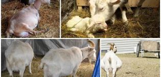 Како и колико је тачно трчати козу пре јагњења, животних хакова и проблема