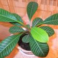 The benefits and harms of indoor milkweed, medicinal properties and contraindications
