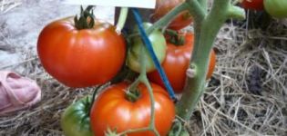 Характеристики и описание на сорта домат Khlebosolny, неговият добив