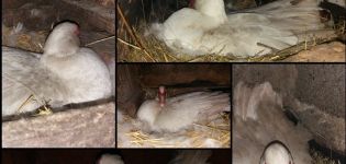 Nach wie vielen Inkubationstagen schlüpfen Entenküken unter der Ente und der Größe der Kupplung