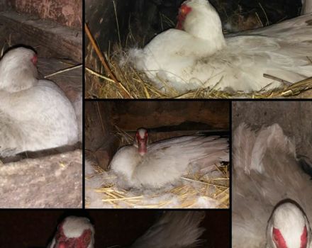 After how many days of incubation ducklings hatch under the duck and the size of the clutch