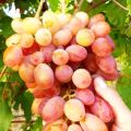 Опис сорте и карактеристика приноса јулијанског грожђа, карактеристике гајења
