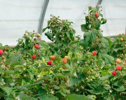 How to properly care for remontant raspberries for a good harvest
