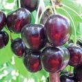 وصف وخصائص أصناف الكرز Michurinskaya والغرس والرعاية