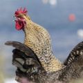Ile kurczaków potrzebujesz na koguta do zapłodnienia