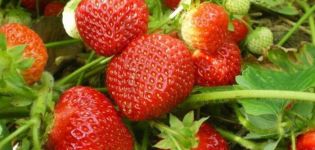 Description et caractéristiques des variétés de fraises Sudarushka, schéma de plantation et soins