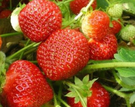 Descrizione e caratteristiche delle fragole della varietà Sudarushka, schema di impianto e cura