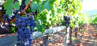 Como amarrar as uvas corretamente a uma treliça na primavera, métodos e instruções passo a passo para iniciantes