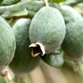 Açık alanda ve evde feijoa için yetiştirme ve bakım, yararlı özellikler