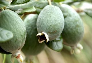 Att växa och ta hand om feijoa i det öppna fältet och hemma, användbara egenskaper