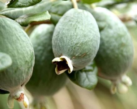 تزايد ورعاية feijoa في المجال المفتوح وفي المنزل ، خصائص مفيدة