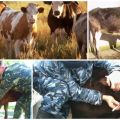 Orsakssubstansen och symtomen på leukemi hos nötkreatur, hur överförs faran för människor