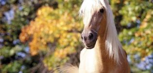 Πόσα άλογα μπορούν να ζήσουν στο σπίτι κατά μέσο όρο, πίνακας δεικτών
