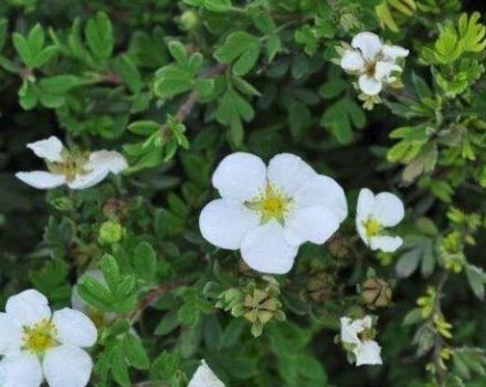 Merkmale und Beschreibung von Abbotswood Strauch Potentilla, Pflanzen und Pflege