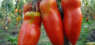 Характеристики и описание на сорта домат Скарлет Мустанг