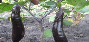 Description of the eggplant variety King of the North F1, advantages and disadvantages