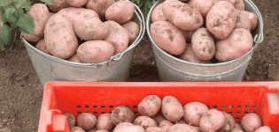 Descrição da variedade de batata Rocco, recomendações para cultivo e cuidados