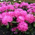 Beskrivelse af Roseum Elegance rhododendron-sorten, plantning og plejefunktioner