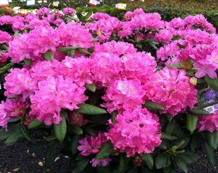 Περιγραφή της ποικιλίας ροδόδενδρο Roseum Elegance, χαρακτηριστικά φύτευσης και φροντίδας