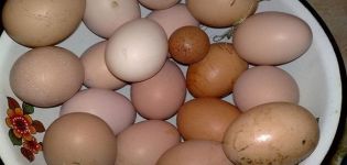 Зашто пилићи понекад полажу мала јаја и како је најбоље решити проблем