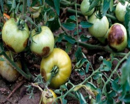 Các biện pháp kiểm soát và ngăn ngừa bệnh stolbur (bệnh phytoplasmosis) cho cà chua