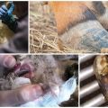 Узроци и симптоми некробактериозе животиња, лечење и превенција стоке