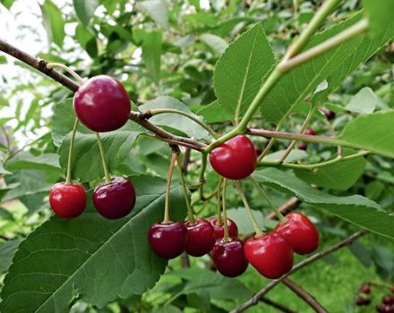 Description of the variety of cherry Dessertnaya Morozovoy, characteristics of yield and pollinators