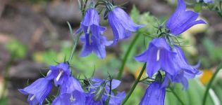100 types and varieties of garden bells with a description, planting and care