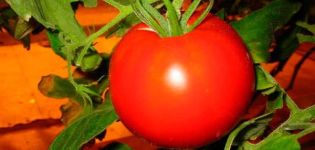 Descripción de la variedad de tomate Elena, características de cultivo y rendimiento.