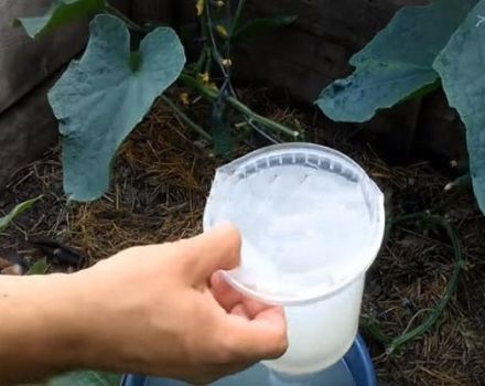 Cách chế biến và cho dưa chuột ăn váng sữa và iốt