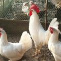 Mô tả và đặc điểm của gà Leghorn, điều kiện nuôi nhốt